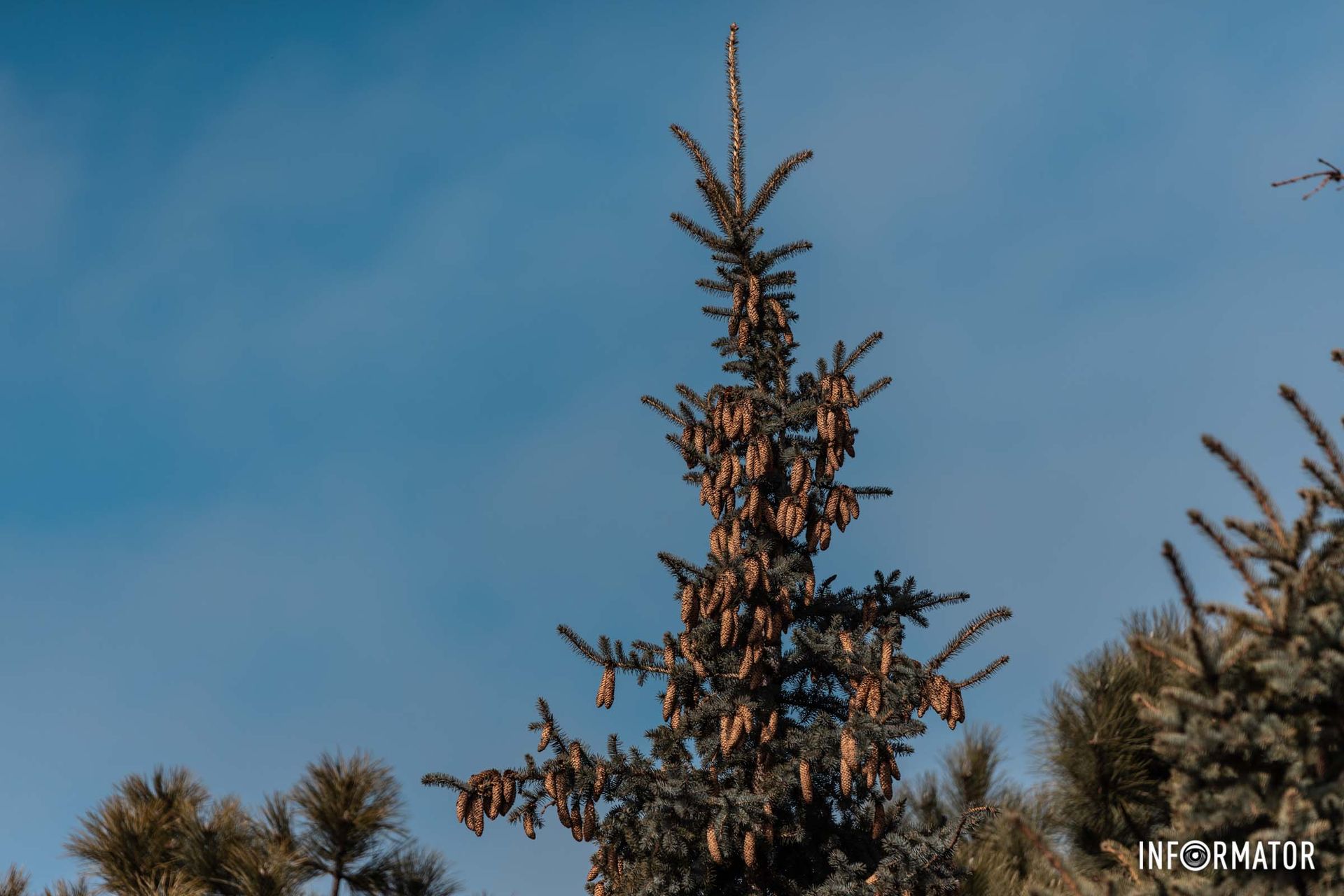 Елка на Солнечной Набережной Елка на Солнечной Набережной