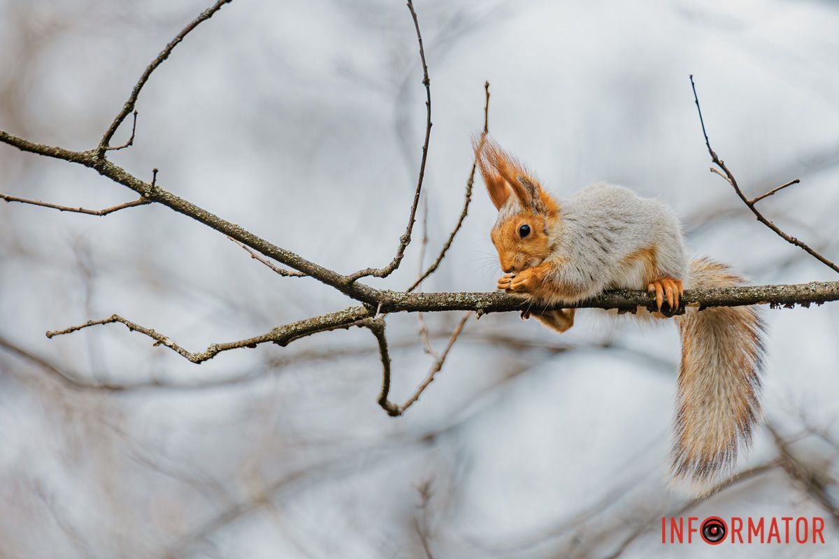 Зелений шум, веселая луна!