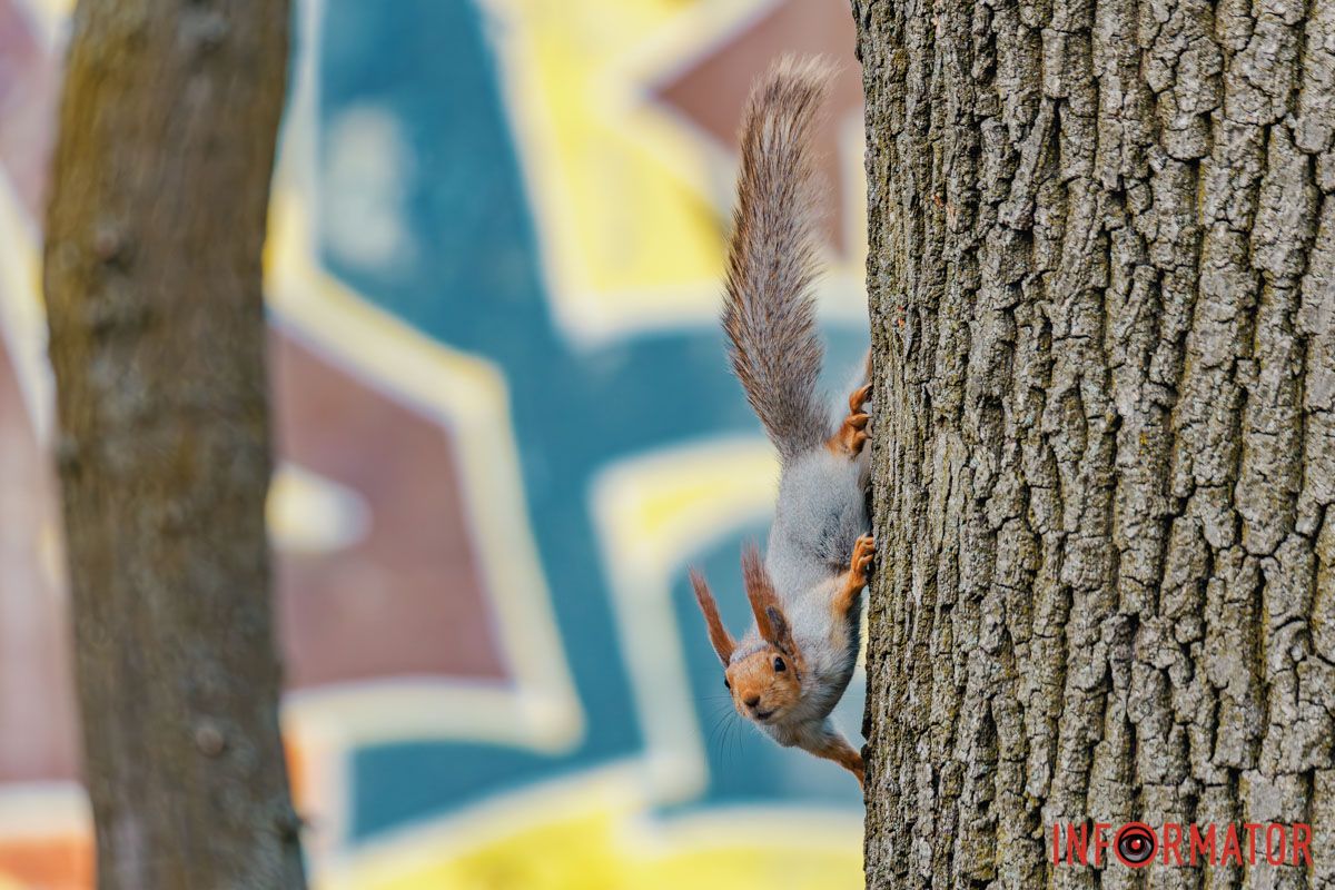 Співало все, сміялось і бриніло,