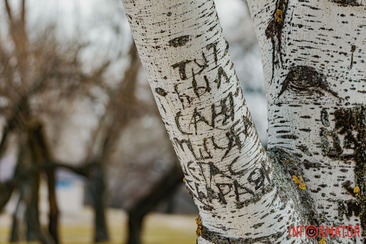 Як та була, що за вікном цвіла.