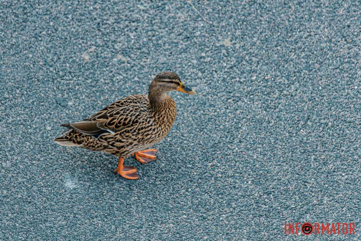 А з ним прилинули пісні пташині,