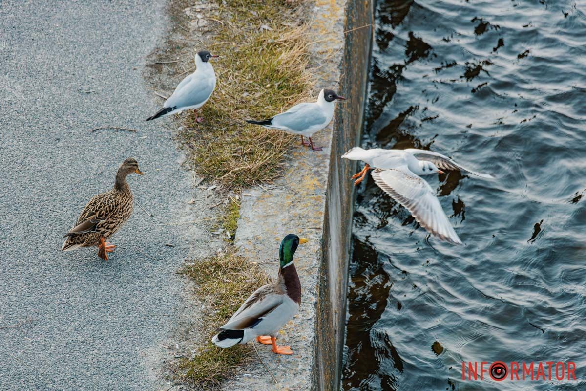 Він про весняну волю заспівав,