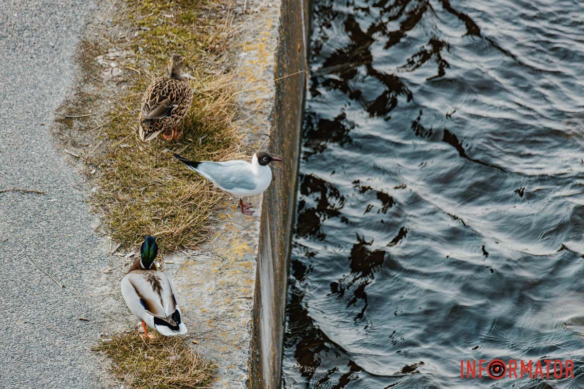 Прилинув вітер, і в тісній хатині
