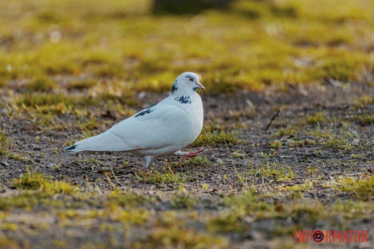 Посипались білесенькі квітки.