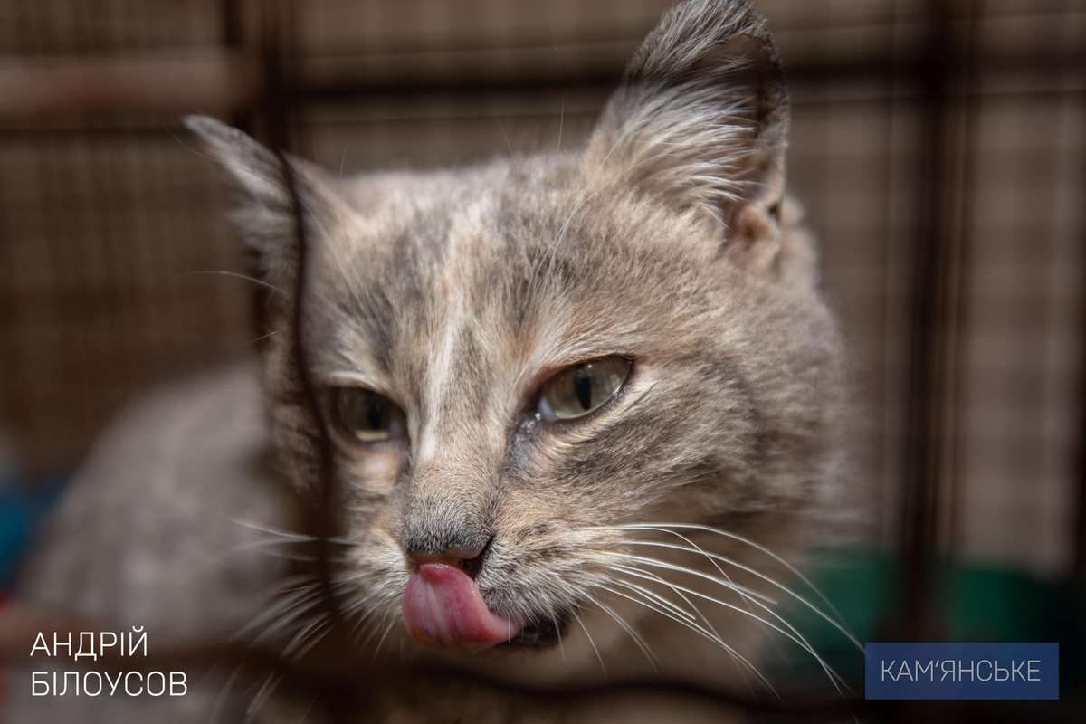 Майже 200 котів та близько 400 собак Майже 200 котів та близько 400 собак