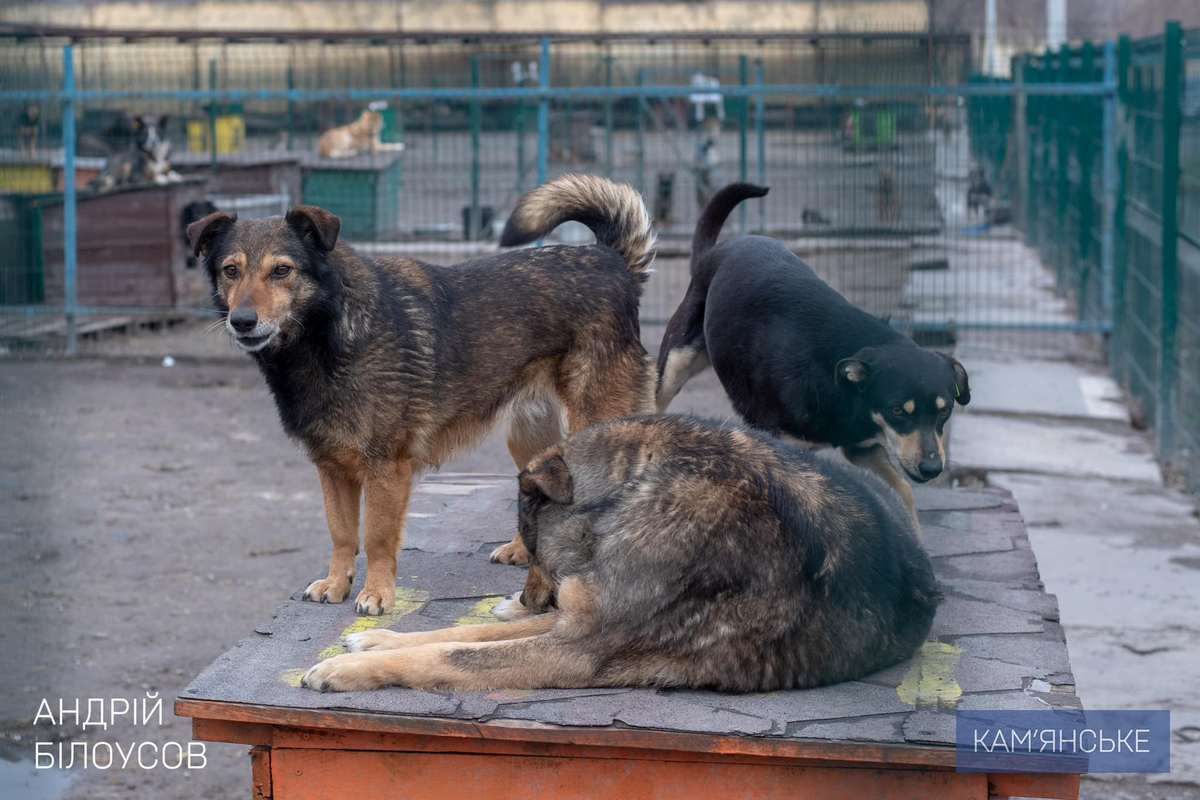 Пухнастиків годують, лікують та прилаштовують в родини Пухнастиків годують, лікують та прилаштовують в родини