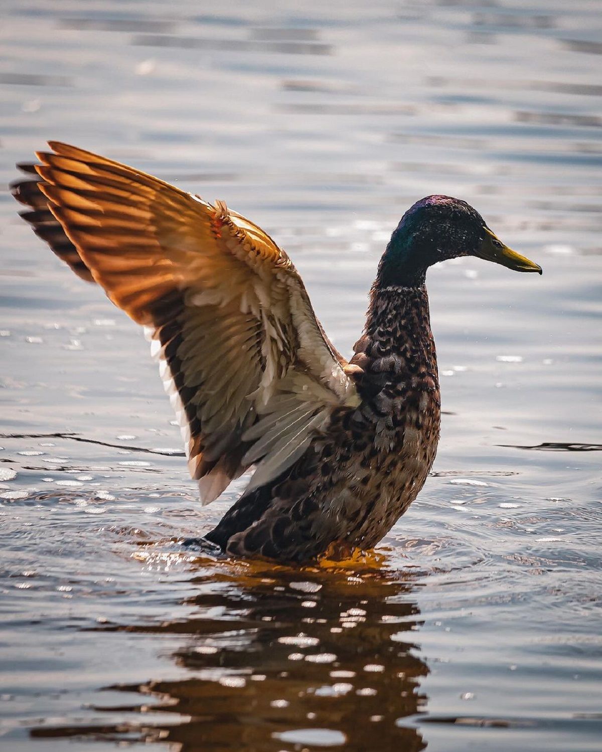 Фото: @hamster_dp_ua Фото: @hamster_dp_ua