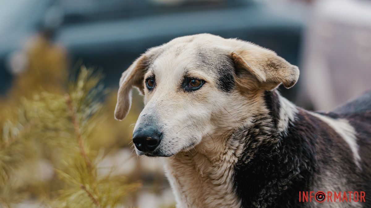 Погода на 24 березня: у Дніпрі буде похмуро