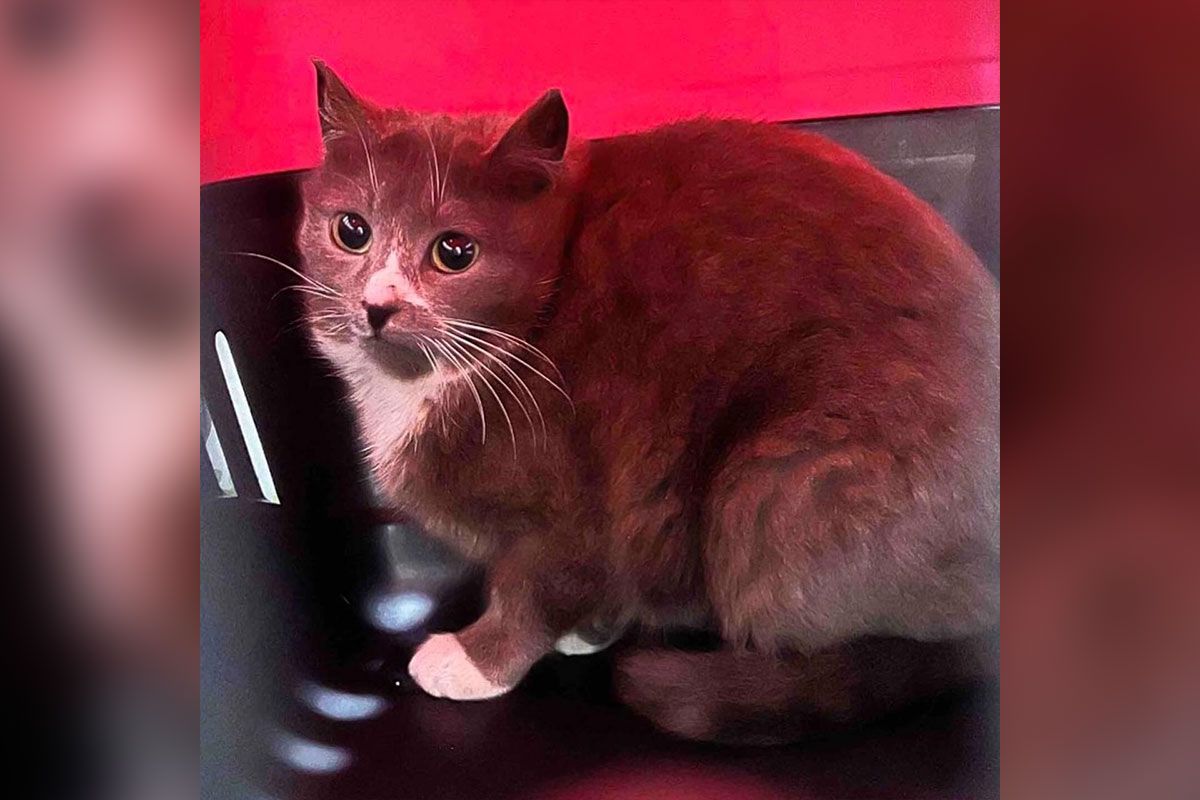 Подарите тепло и ласку: пушистики ищут свою любящую семью 5