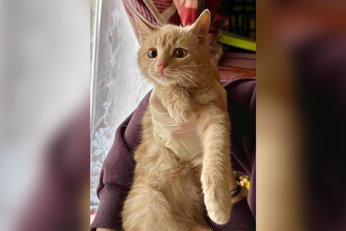 Этот красавец ищет дом