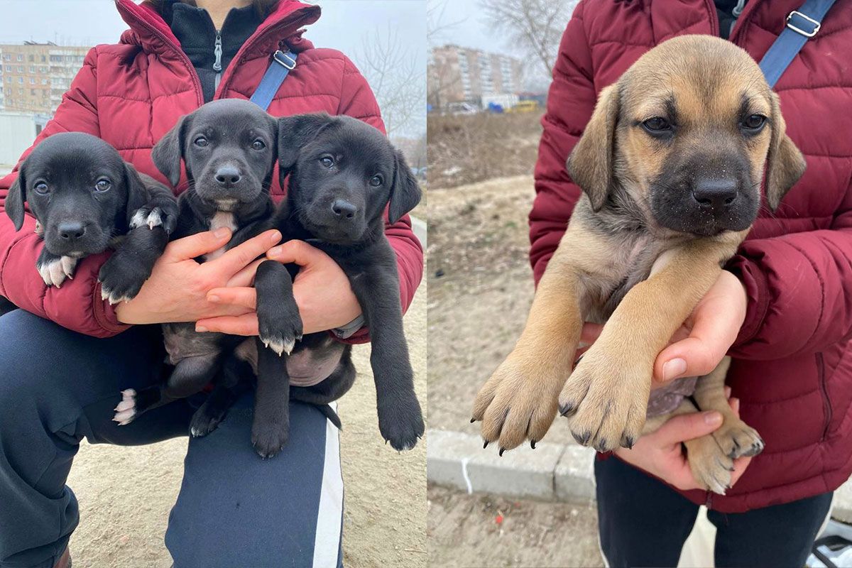 Щенки ждут вас