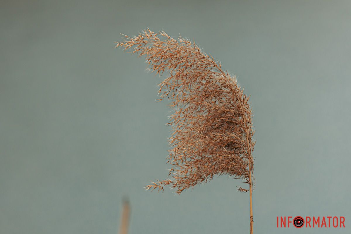 То вітер його полоскоче,