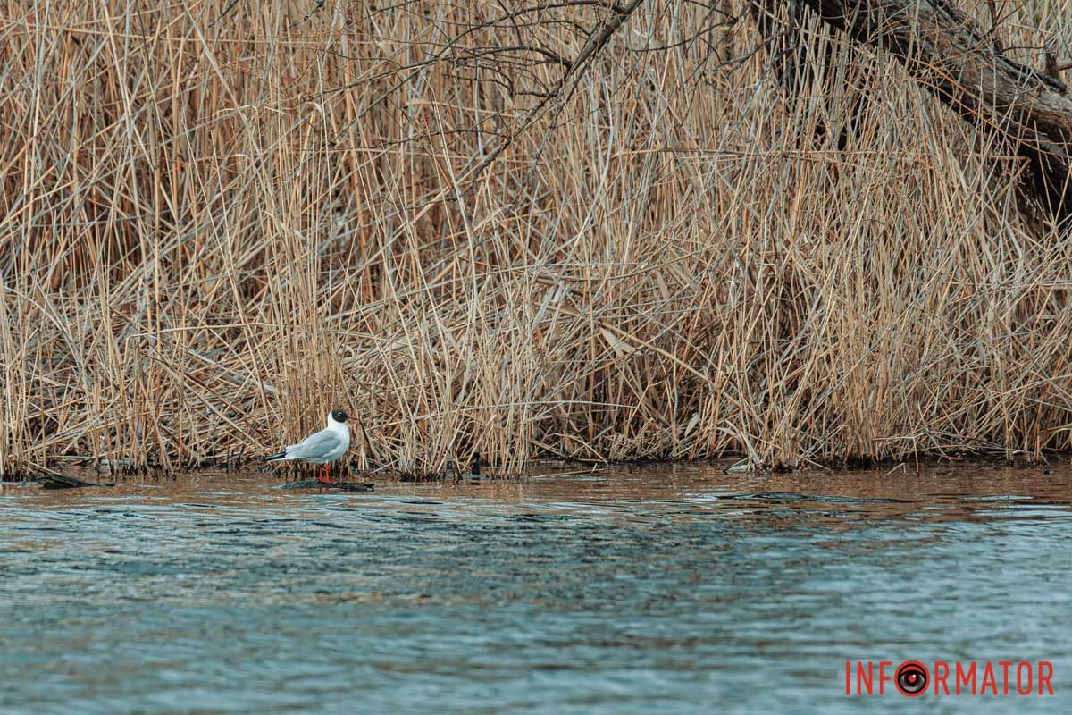 І біле воно й голубе.
