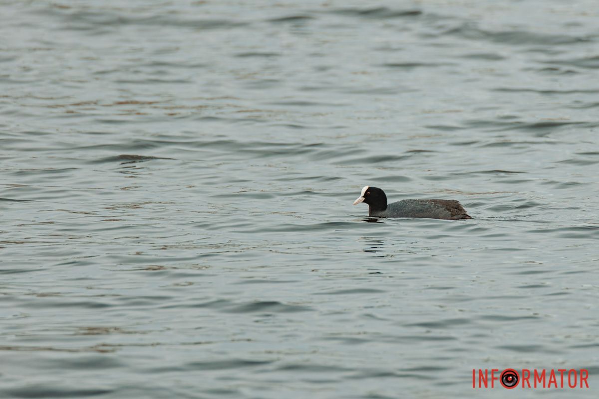 То білим баранням клекоче,