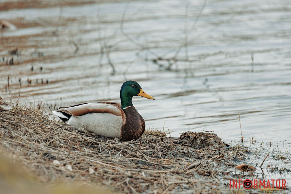 Вічний сторож нічних голосів.
