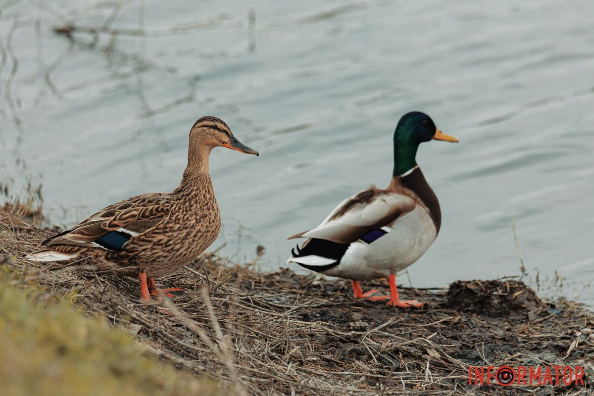 Воно очі чарівного лісу,