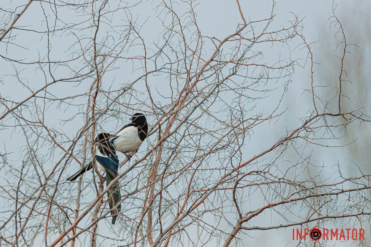 Туман вранці в йому похлюпоче,