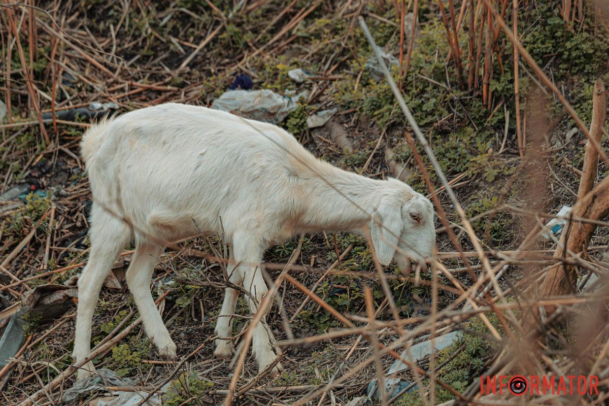 Вічний сторож боліт і пралісу,