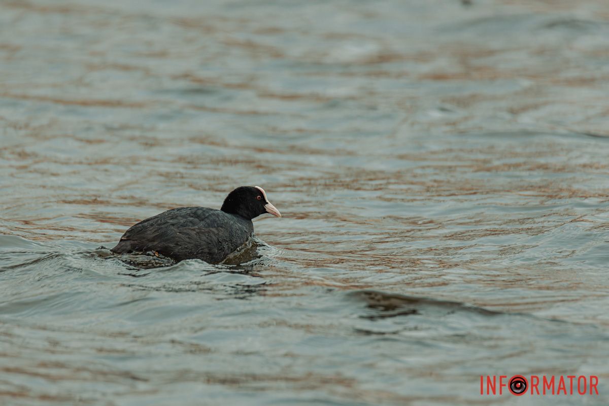 Дивна казка дрімучих лісів,