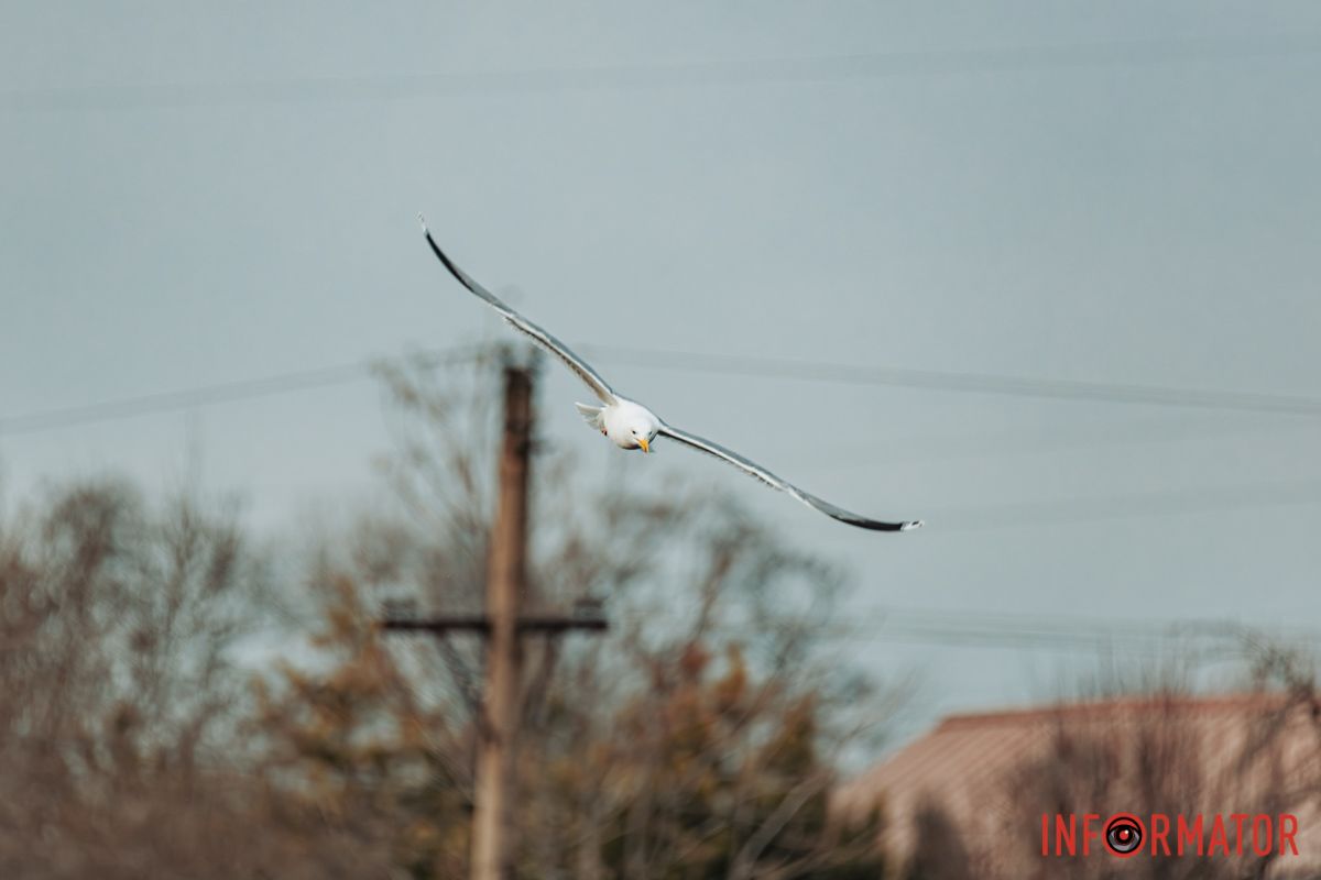 Чи то небо у озеро впало,