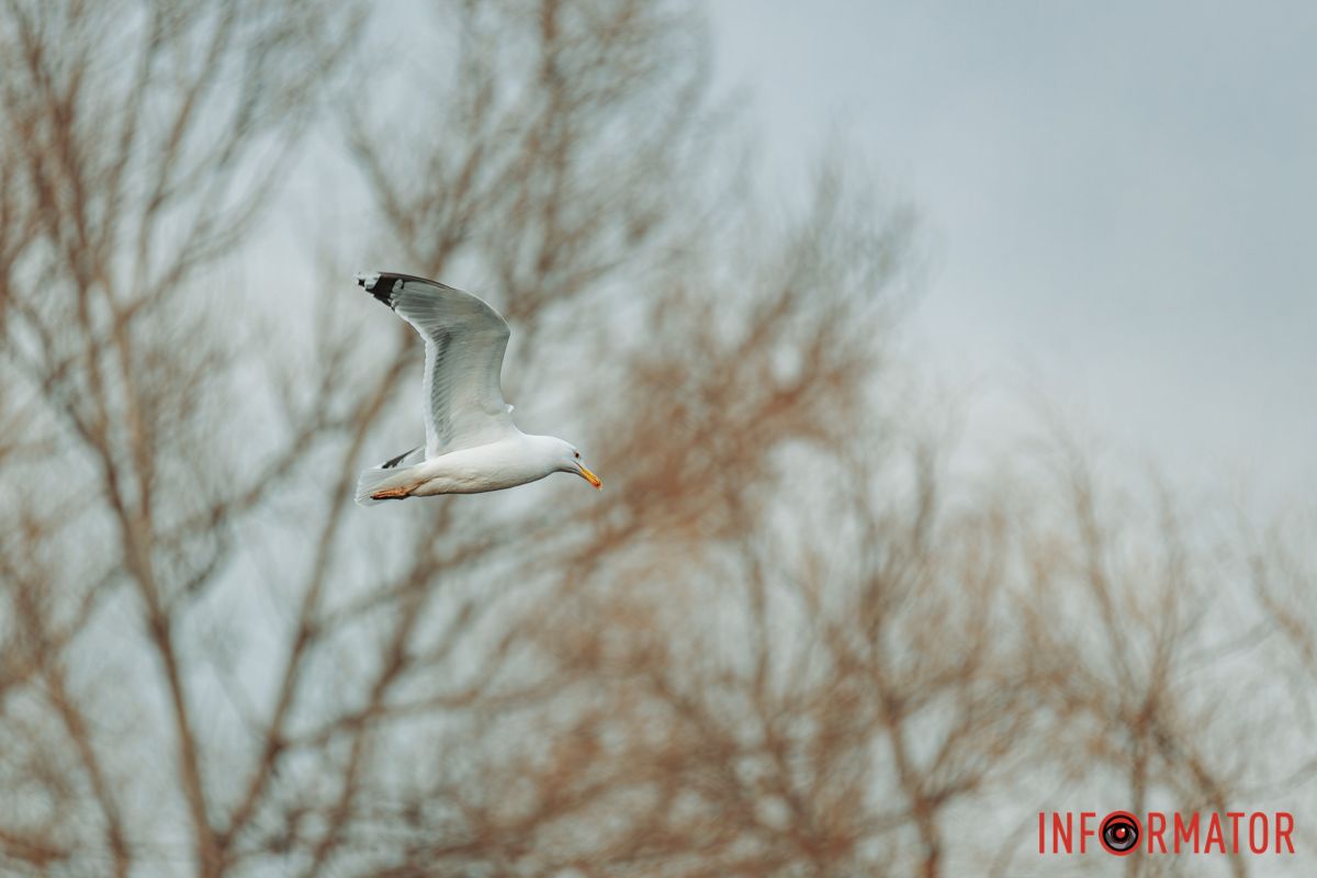 Неначе в казці ти весною,