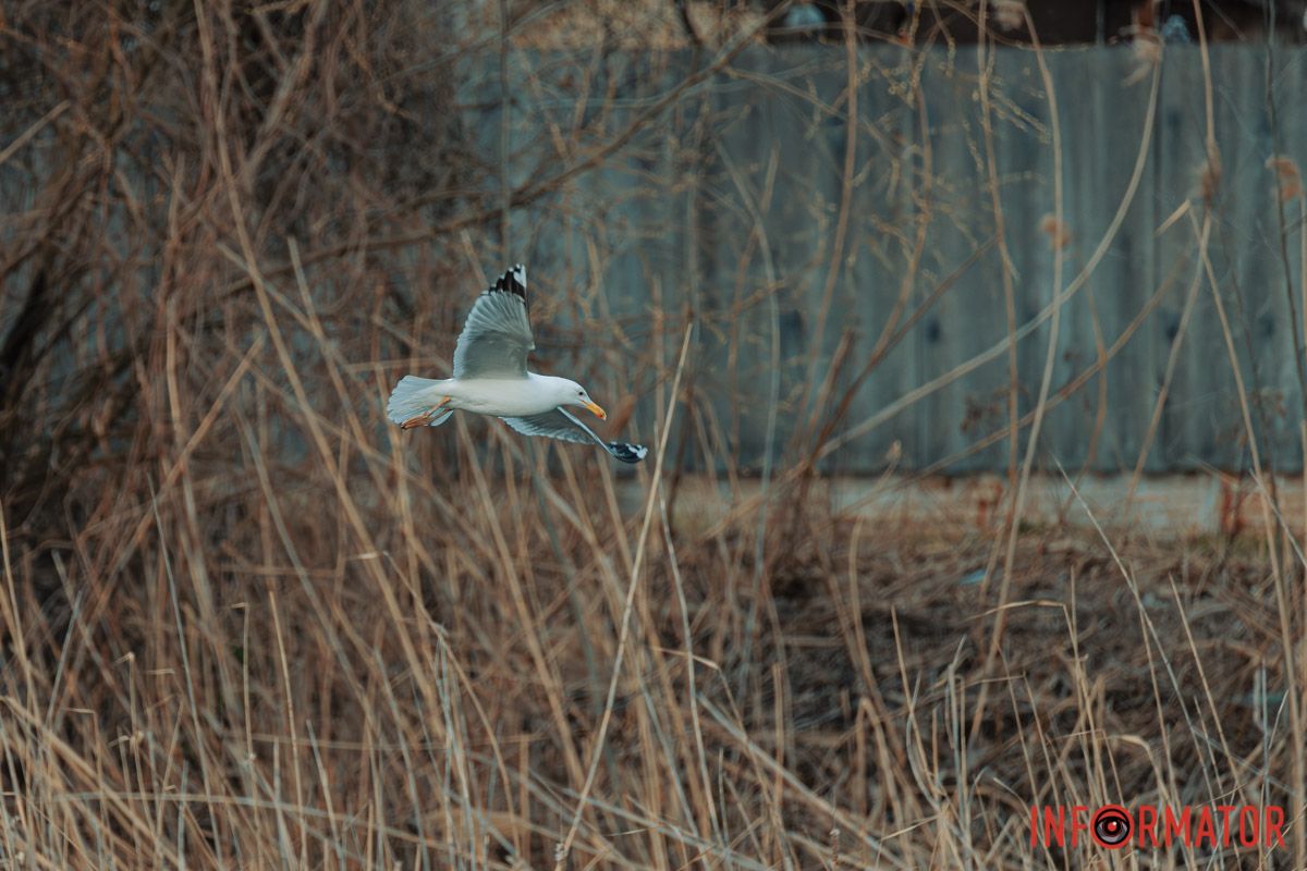 Коли цвіт білий у садах,