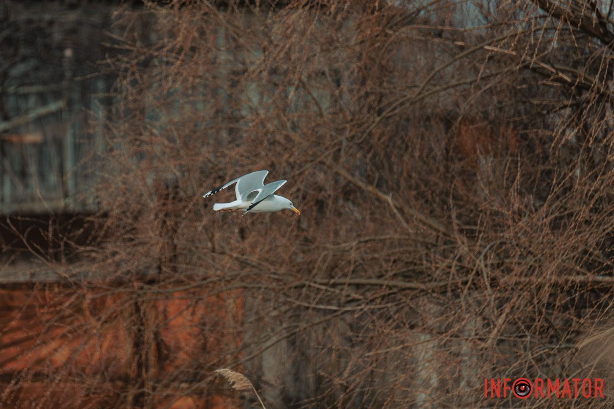 Й струмочки мчаться до долин.