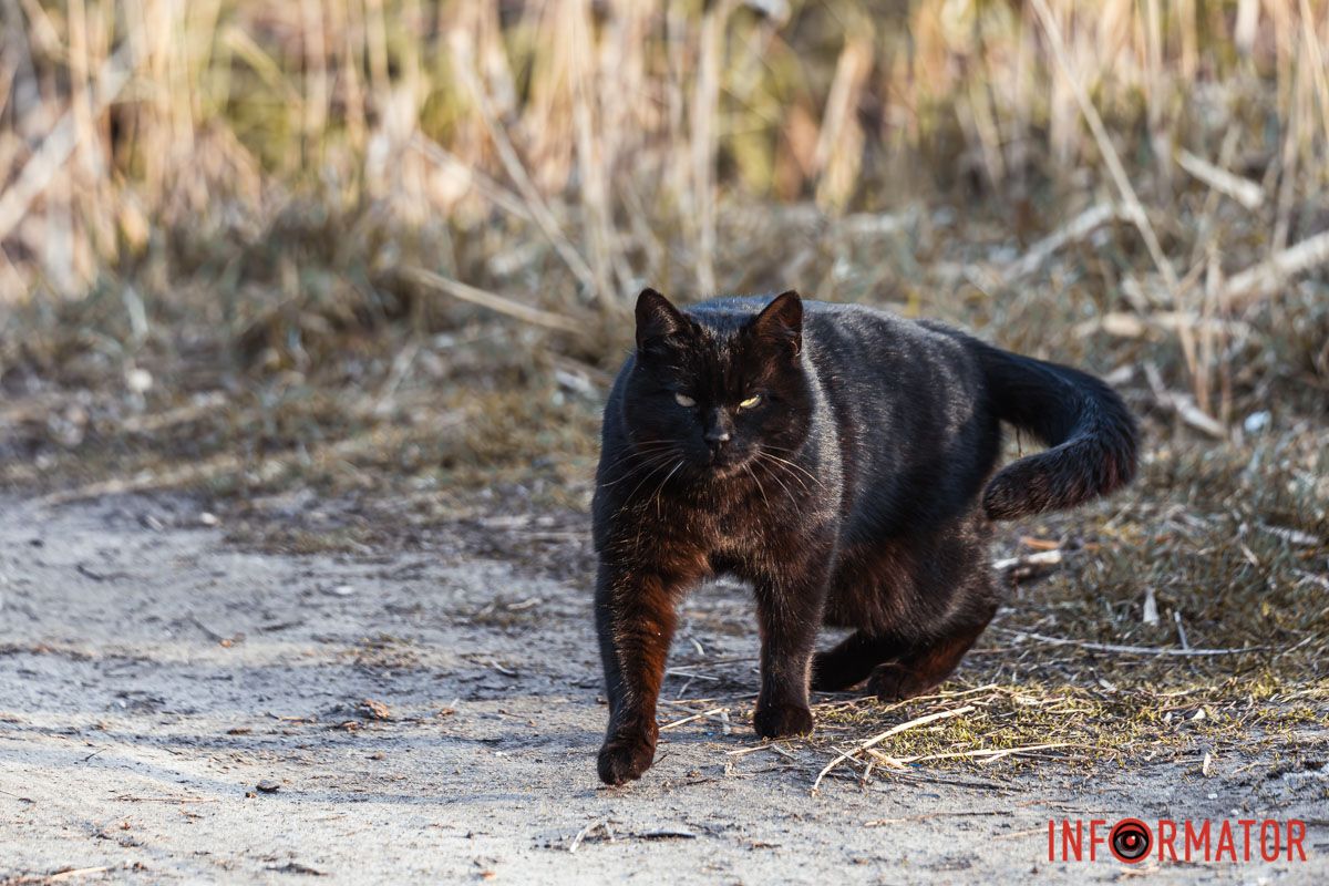 Більше в світі такого немає...