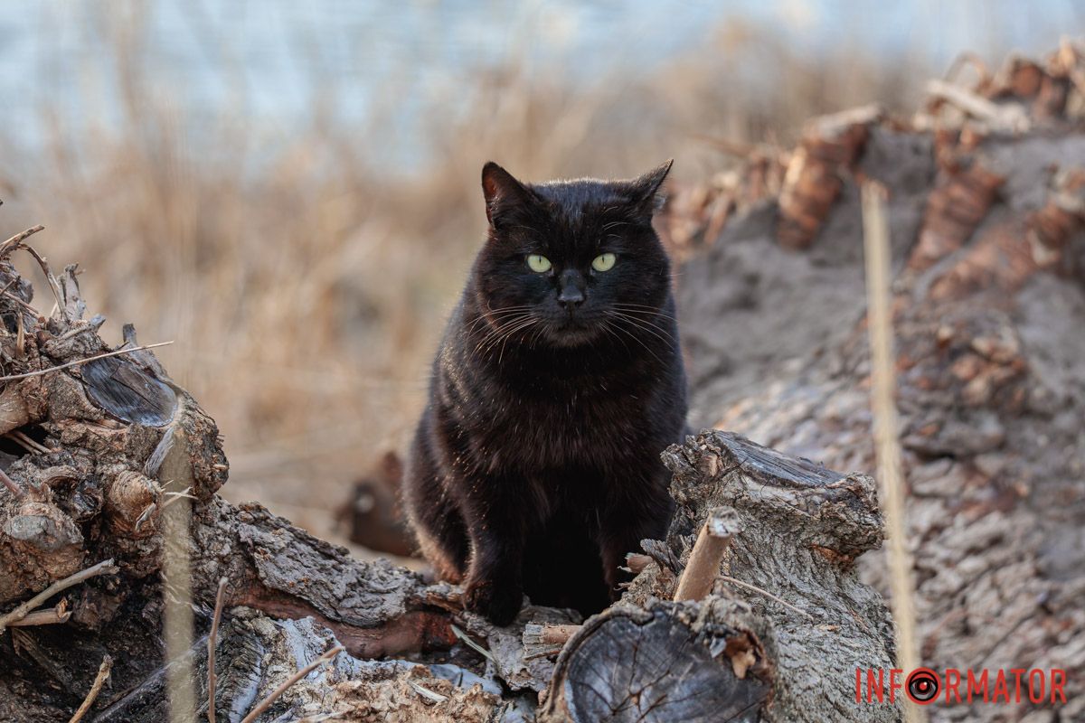 Вірш: Світлана Горват