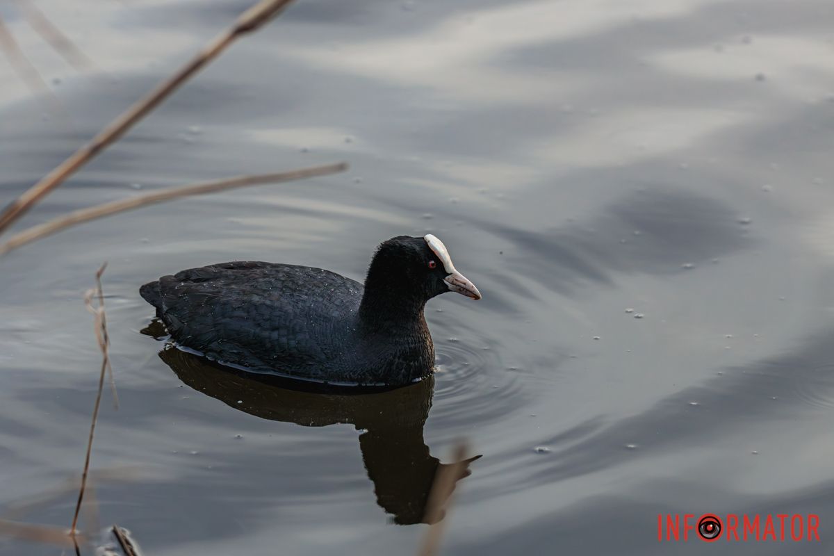 А сонце все коси купає