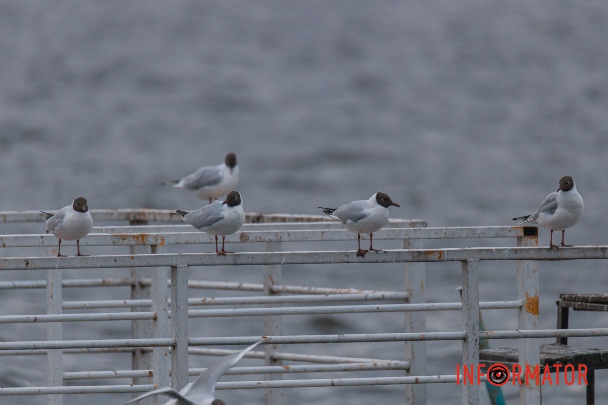 Постійні гості міста