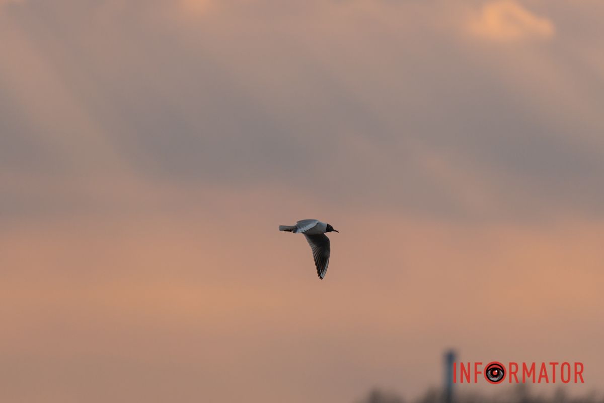 Коли серце відбивається в такт 