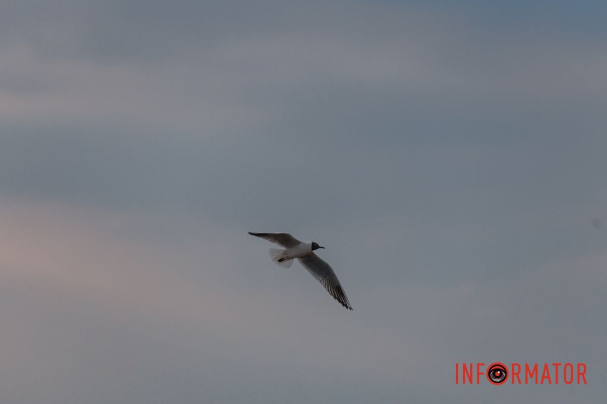 Так виглядає свобода