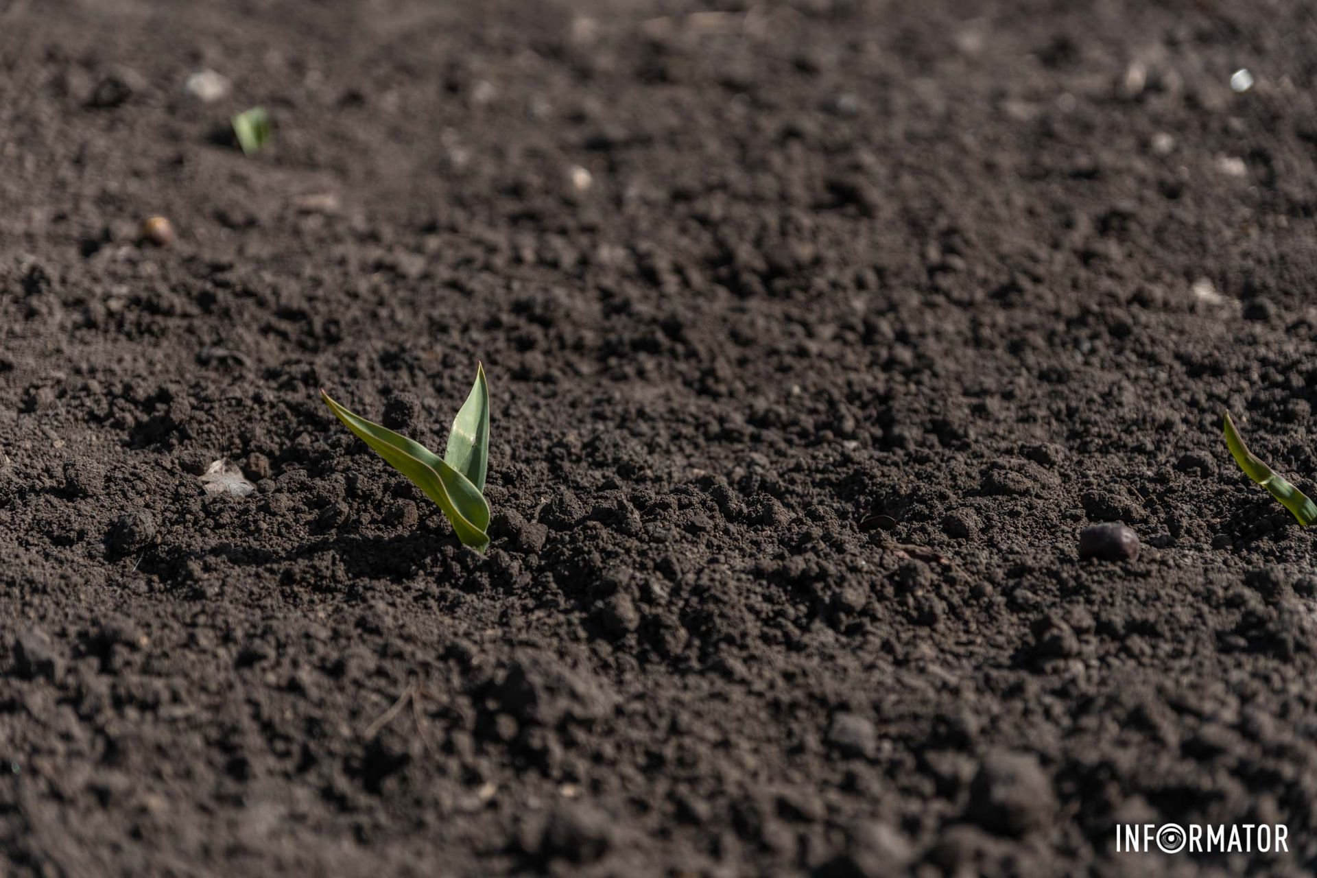 Скоро тут будуть квіти