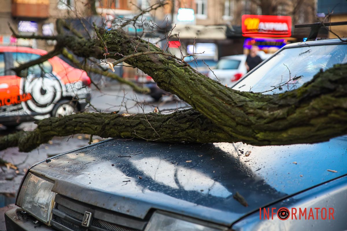 За словами водія Chery, дерево зачепило ще дві машини За словами водія Chery, дерево зачепило ще дві машини