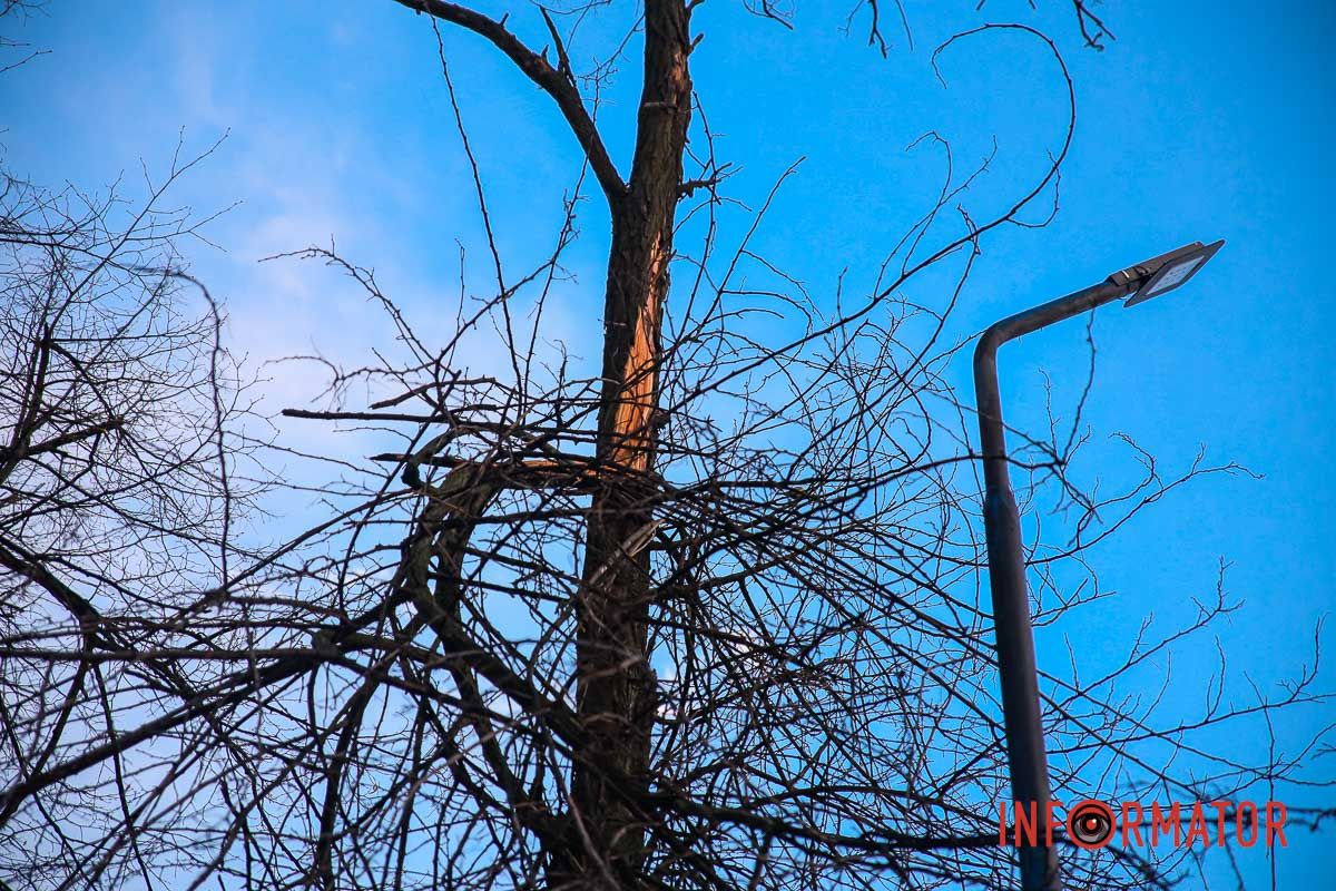 Через негоду на вулиці Незалежності (колишній вулиці Титова) впало дерево Через негоду на вулиці Незалежності (колишній вулиці Титова) впало дерево