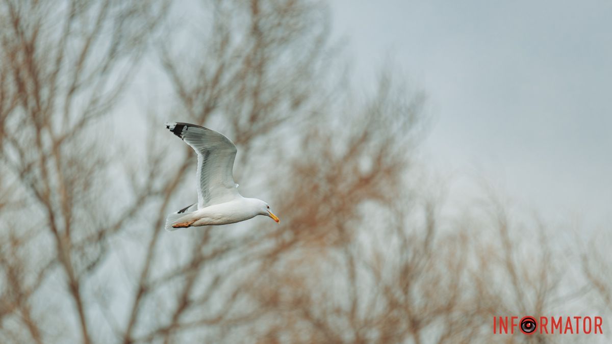 Погода на 1 квітня: у Дніпрі буде ясно та тепло