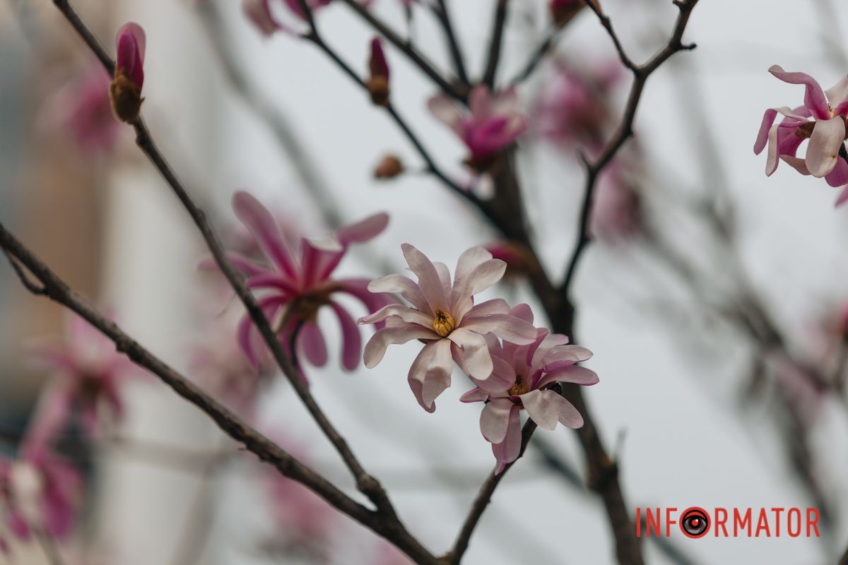 Про магнолію складено багато віршів