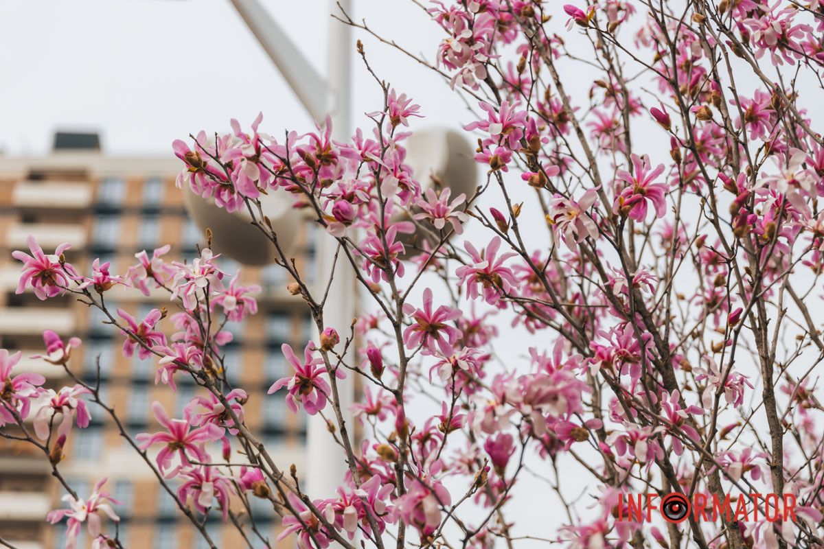 Кожен вид має унікальний вигляд і неповторні квіти, які відрізняються за формою