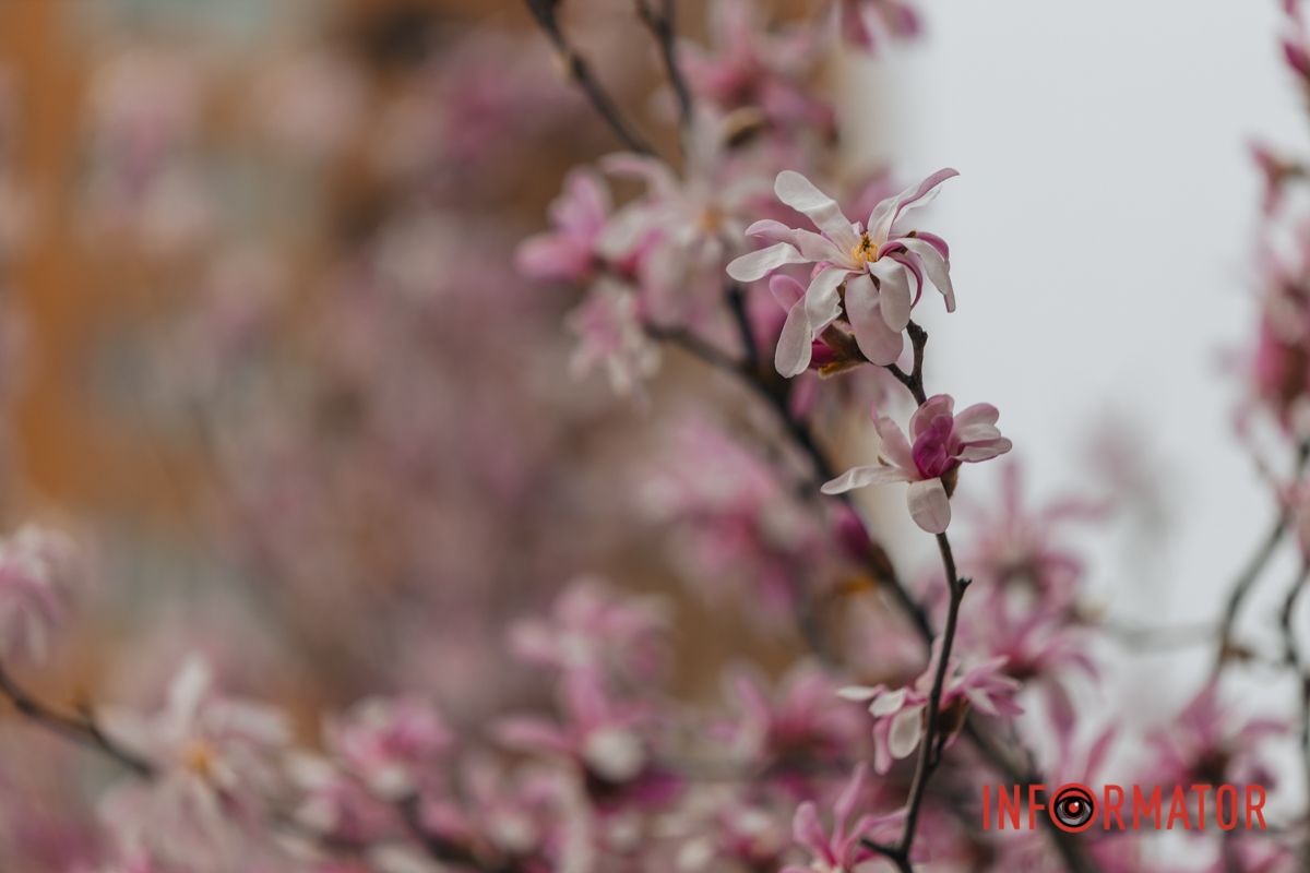 Всього у світі налічують близько 240 видів рослин родини магнолієвих