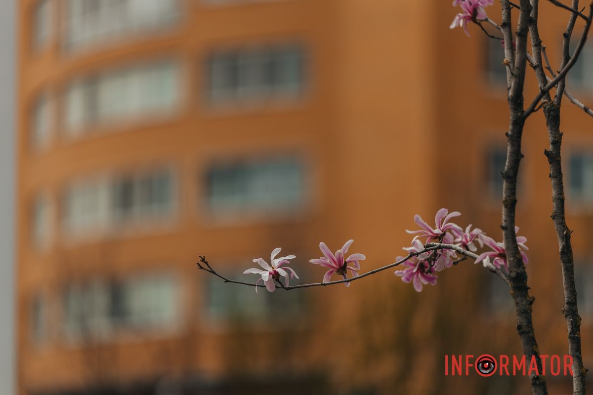 Ботаніки зауважують, що зовнішній вигляд магнолій майже не змінився з того часу