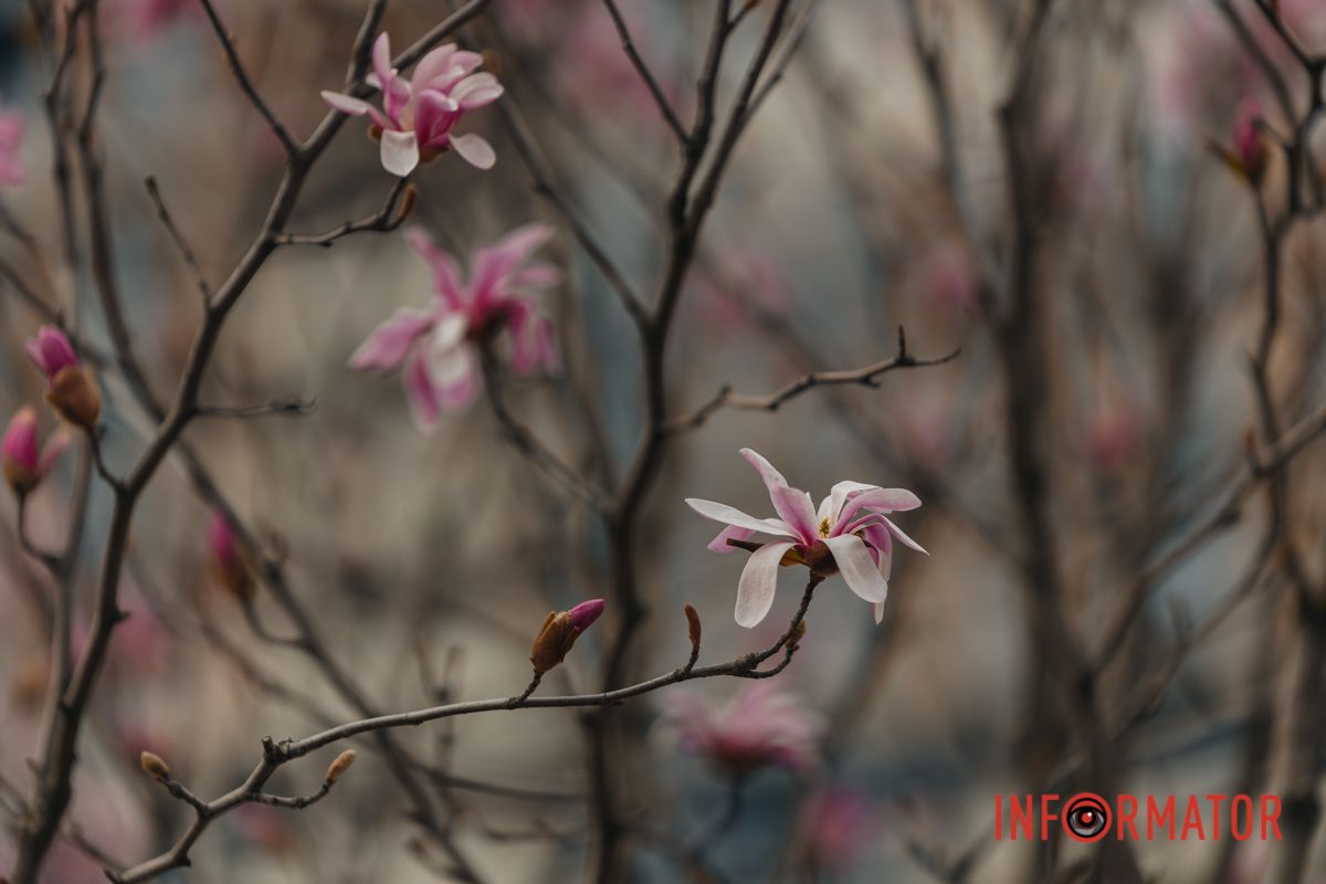 Вони росли у лісах середніх широт до льодовикового періоду