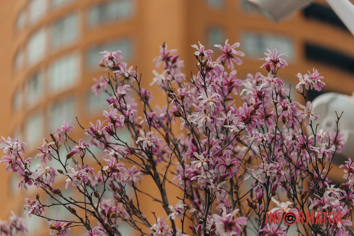 Представники магнолій з'явилися ще в епоху динозаврів