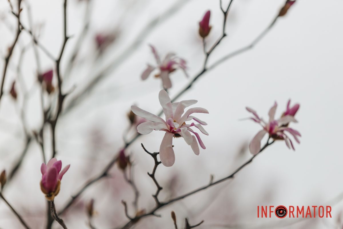 Зазначимо, що магнолія — одна з найстаріших рослин на Землі