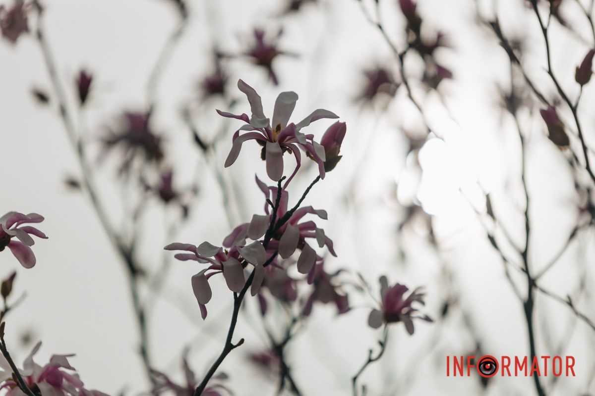 Дніпряни прогулюються тут та насолоджуються весняною красою