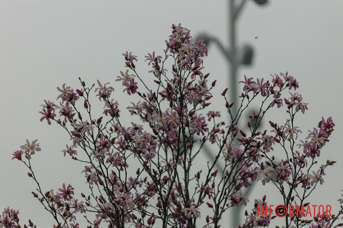 Перехожі не можуть втриматись та роблять гарні світлини собі на згадку