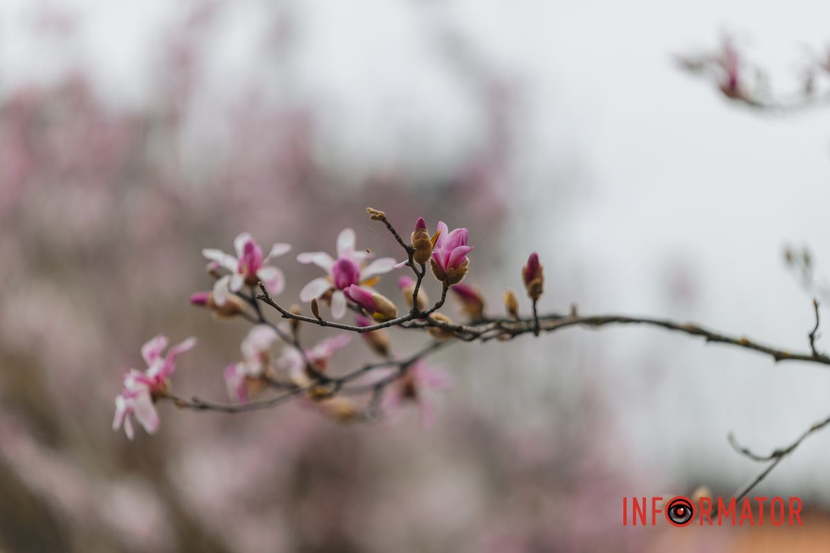 Вони мають ніжно-рожевий колір та неймовірний аромат