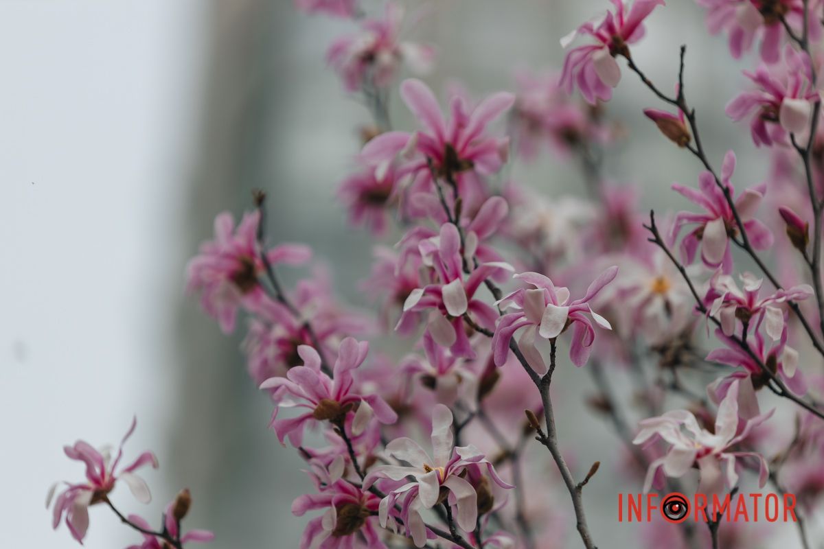 Тут розквітли перші магнолії