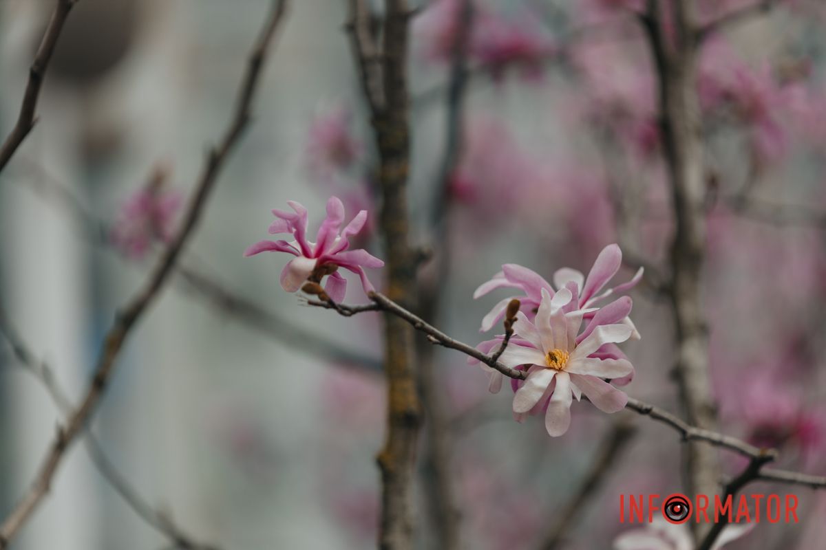 У понеділок, 1 квітня, у Дніпрі на Успенській площі побачили острівець краси та аромату