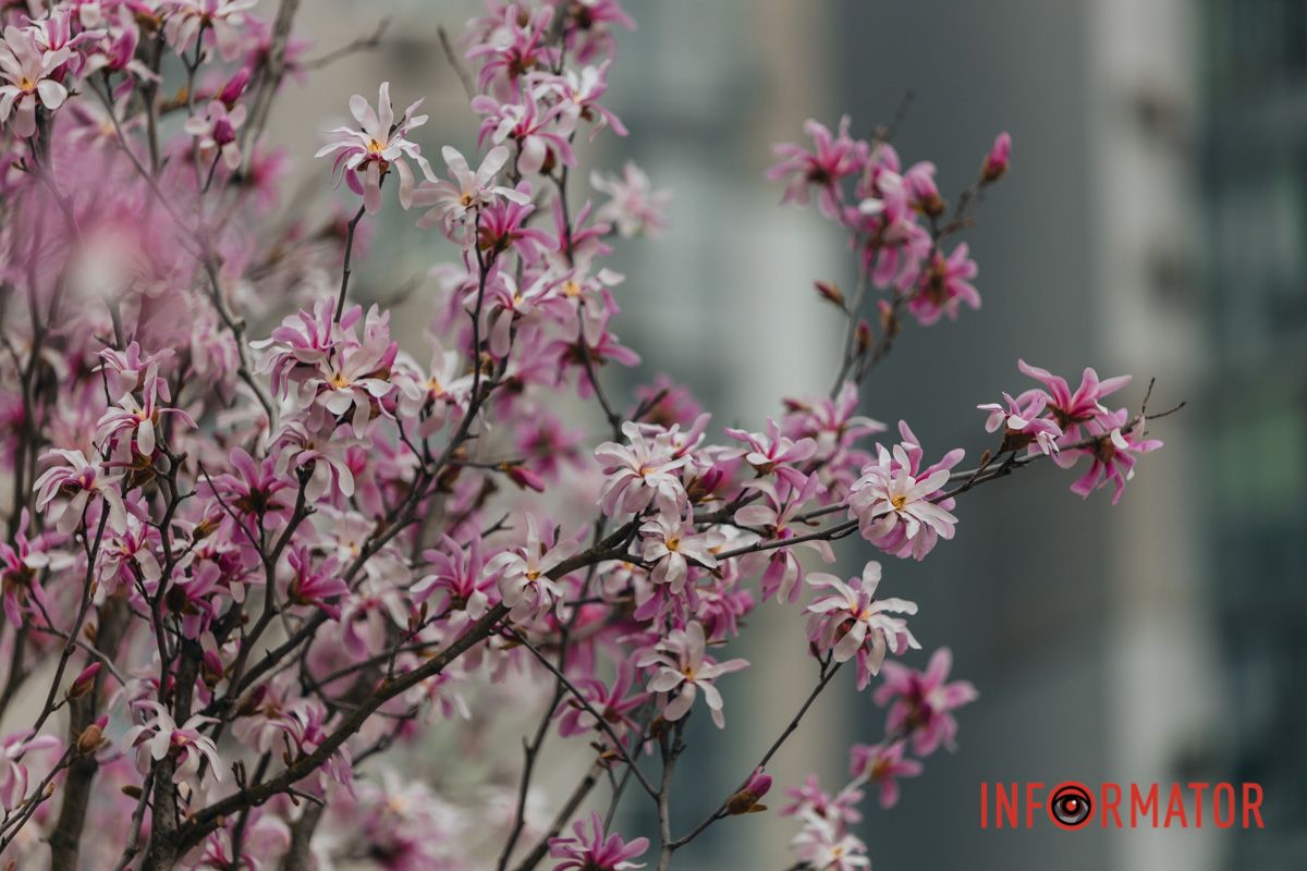 Й морозу огневі масажі.